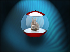 rabbit in an Orb