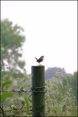 Wren