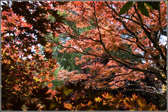 Red leaves