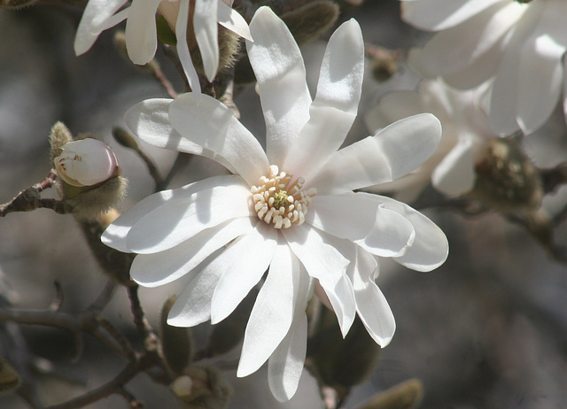 Magnolia Blossom