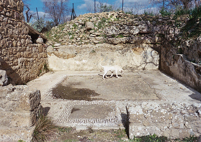 Dog & Hellenistic House in Morgantina, 2005