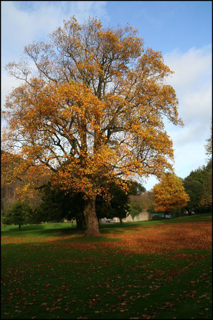 autumn colour