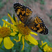 Phaon Cresecent Butterly on Sunflower