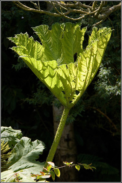 Gunnera