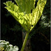 Gunnera