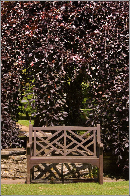 Copper Beech Bench