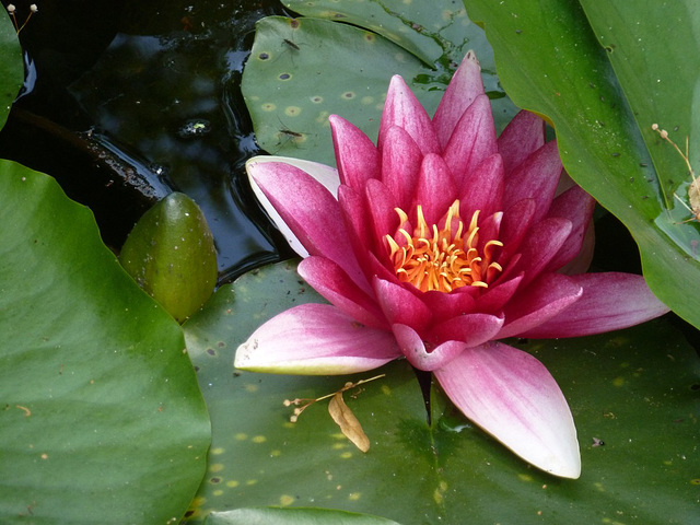 Seerose in Zuschendorf