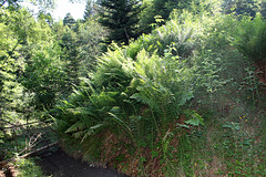 Athyrium filix-femina- Fougère femelle