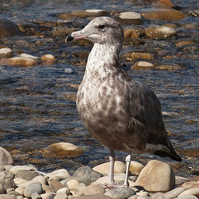 Juvenile Herring Gull?