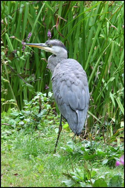 heron