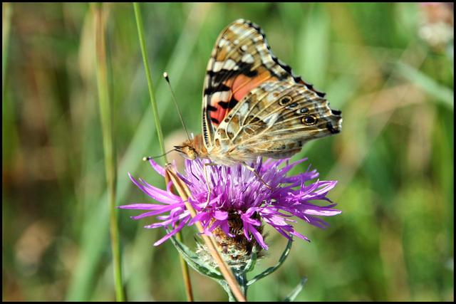 butterfly