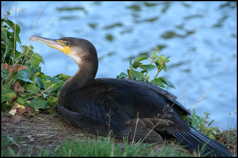 cormorant