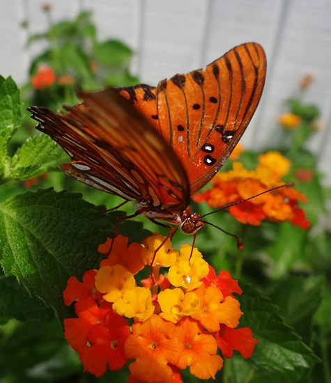 Gulf Fritillary butterfly on Lantana with water droplets