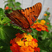 Gulf Fritillary butterfly on Lantana with water droplets