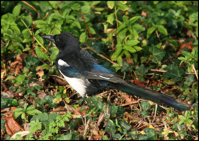 magpie