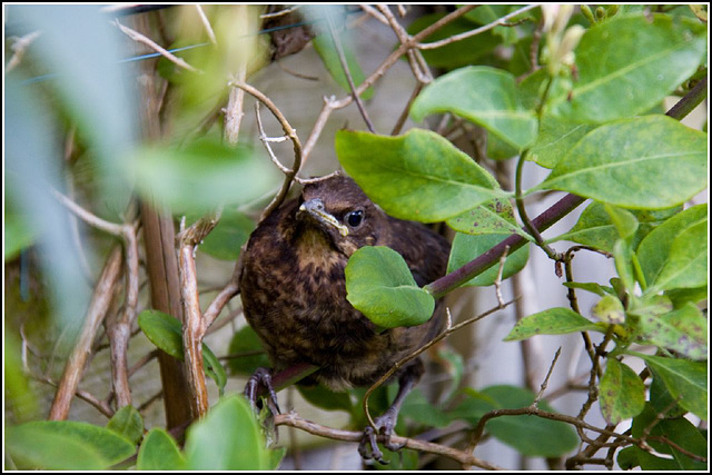 Bush baby