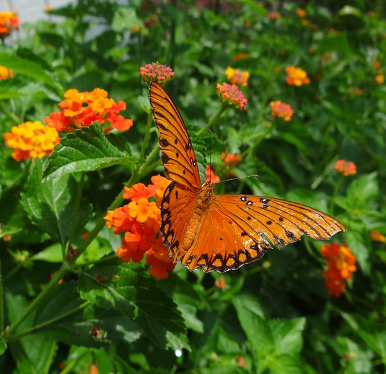 Gulf Fritillary butterfly on Lantana