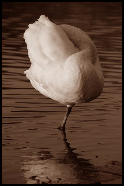 swan flower