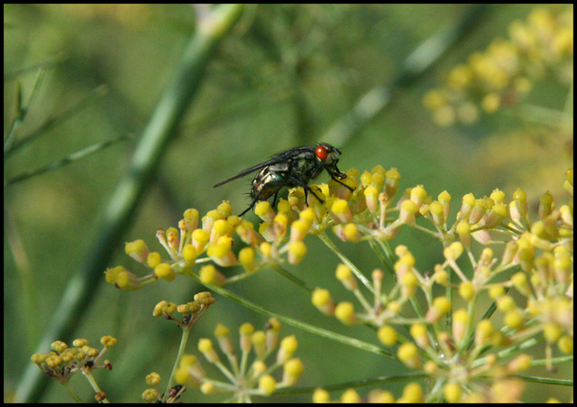 the fly