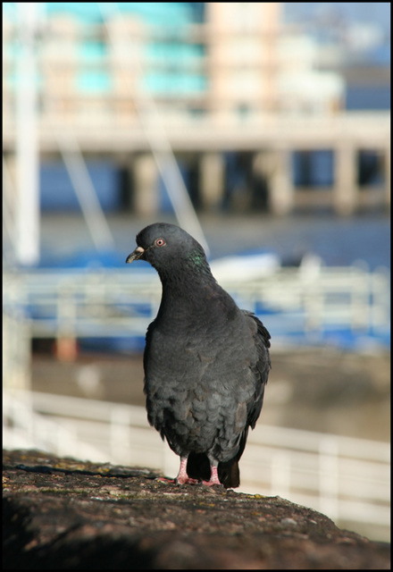 pidgeon