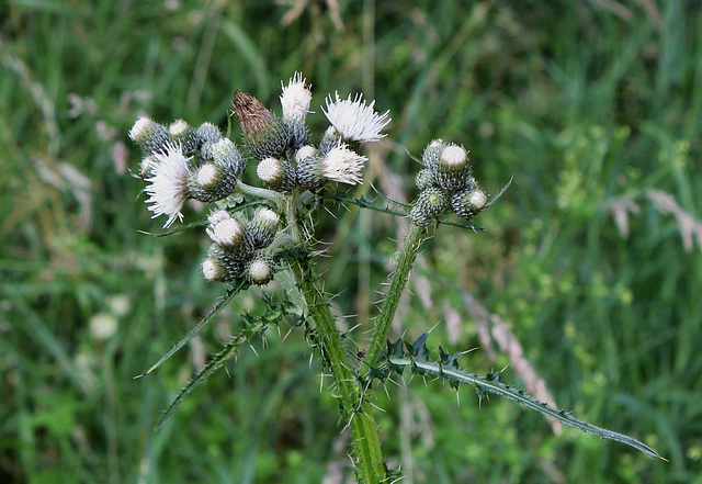 Cirsium palustre- Cirse des marais