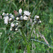 Cirsium palustre- Cirse des marais