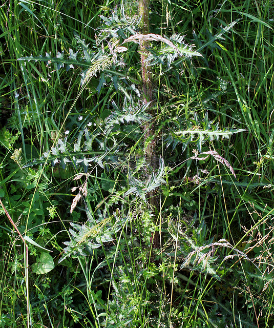 Cirsium palustre (2)