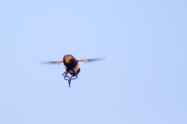 Mid-air leg wash