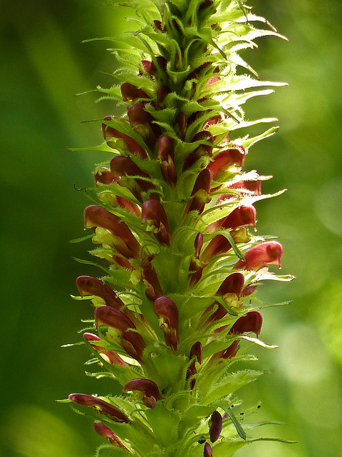 Lousewort