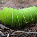 142 Luna Moth caterpillar