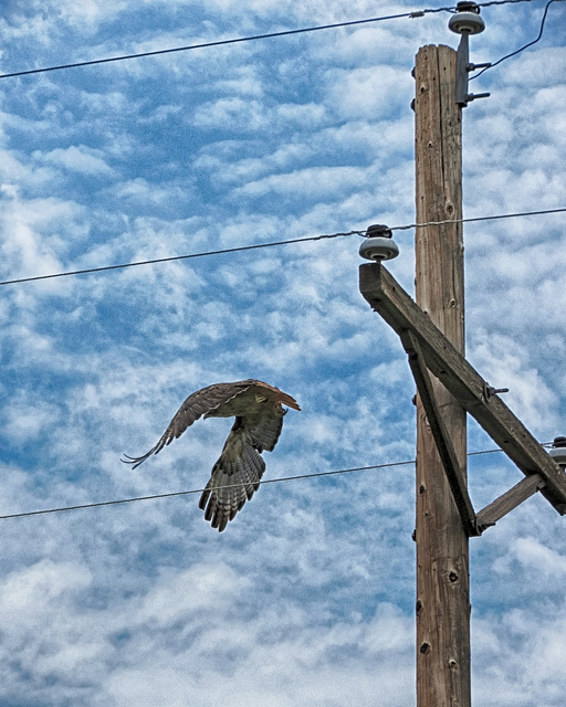 Cooper's Hawk