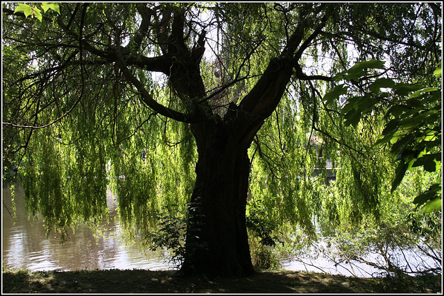 Under a Willow