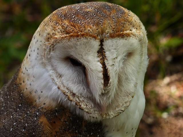 Barn Owl