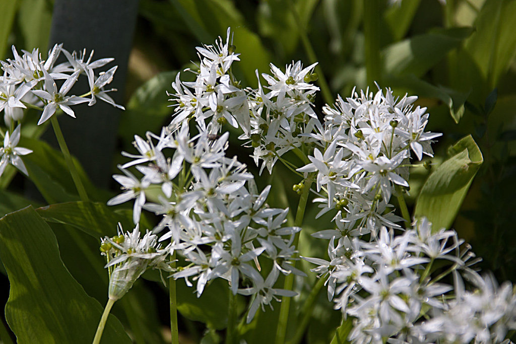20130519 1879RAw [D~LIP] Bärlauch (Allium ursinum), UWZ, Bad Salzuflen