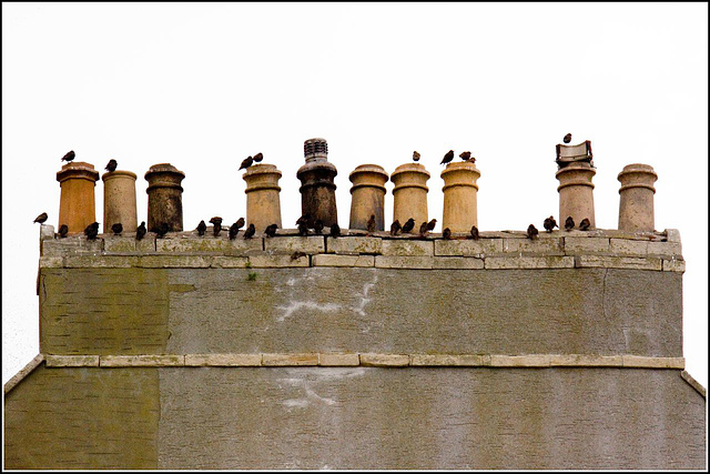 Starlings roosting