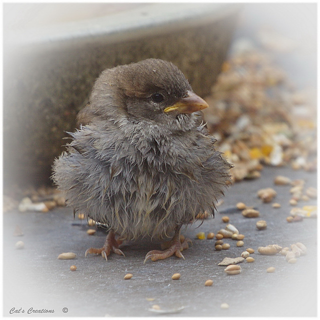 Adorable Fluffball