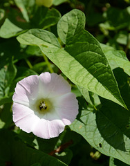 Good year for bindweed