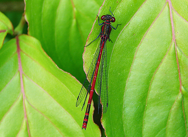 20080522 022DSCw [D~LIP] Frühe Adonislibelle (Pyrrhosoma nymphula), Bad Salzufeln