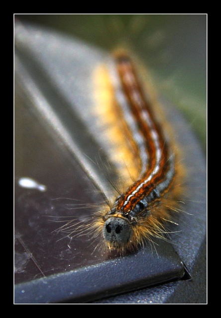 Caterpillar