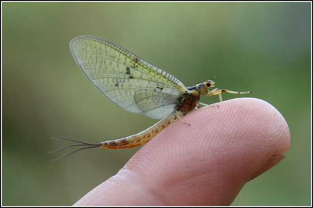 Mayfly