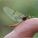 Mayfly