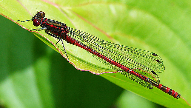 20080522 024DSCw [D~LIP] Frühe Adonislibelle, Bad Salzufeln