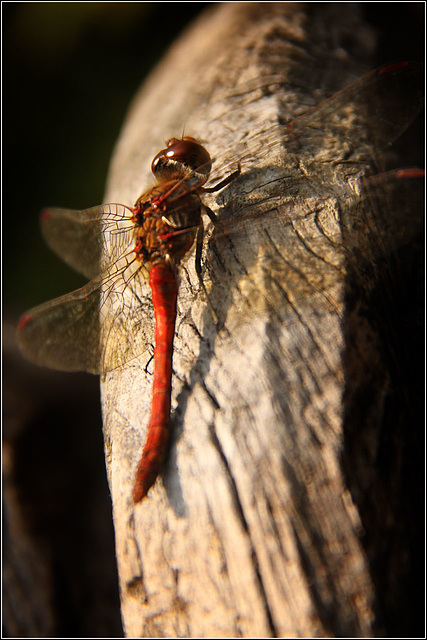 Dragonfly #3