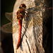 Dragonfly #3