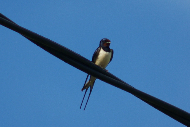 Swallow