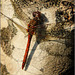 Dragonfly #1