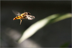 Hoverfly