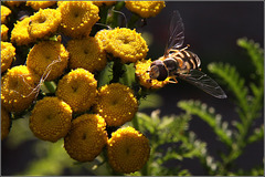 Hoverfly