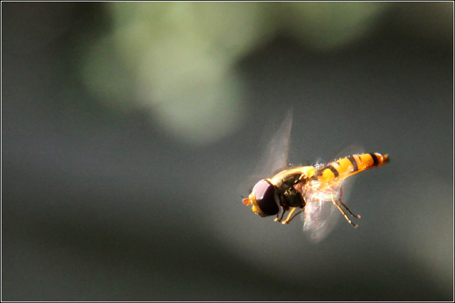 Hoverfly