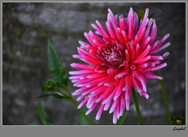 Le Dahlia ...